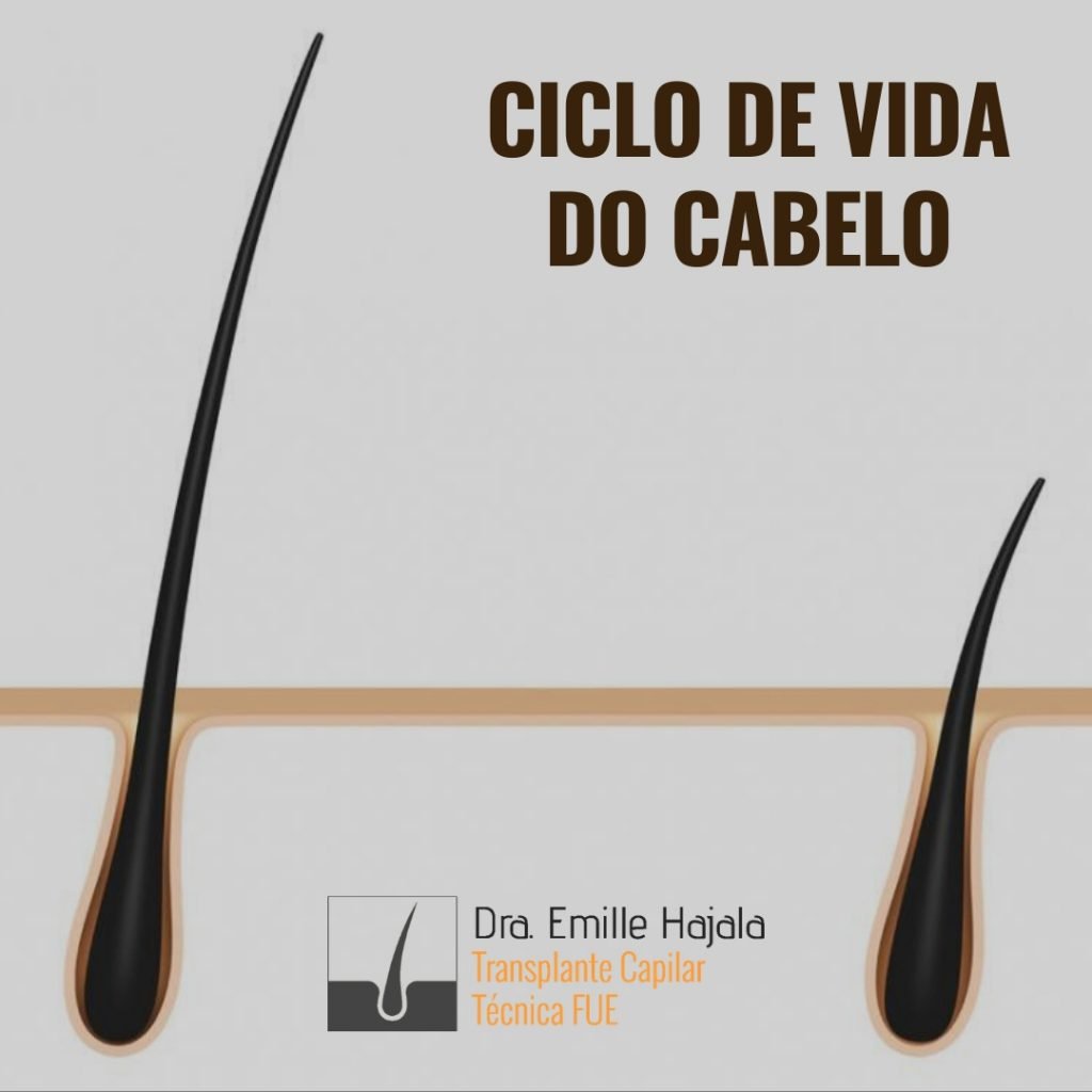 ciclo de vida do cabelo